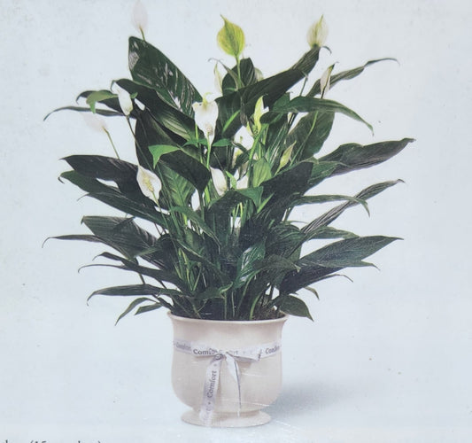 Sympathy Peace Lily Plant – Elegant Indoor Condolence Plant Gift